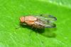 Minettia inusta